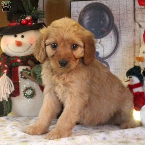 Suzy, Cavapoo Puppy