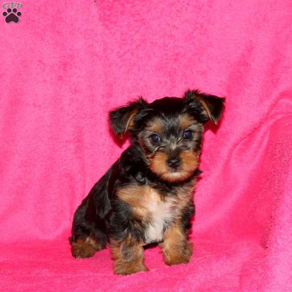 Suzy, Yorkie Puppy