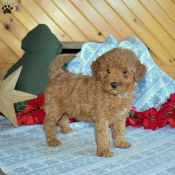 Suzy, Mini Goldendoodle Puppy