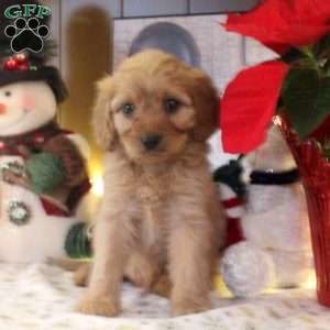 Suzy, Cavapoo Puppy