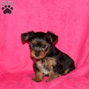 Suzy, Yorkie Puppy