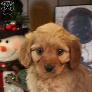 Suzy, Cavapoo Puppy