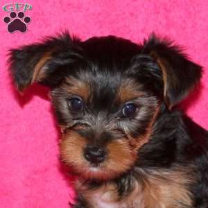 Suzy, Yorkie Puppy