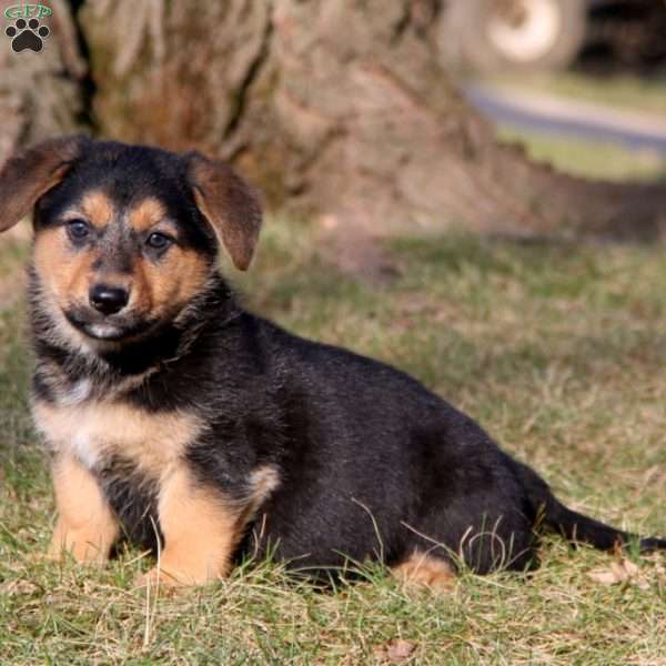 Suzy, German Shepherd Mix Puppy