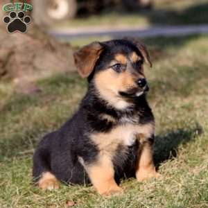 Suzy, German Shepherd Mix Puppy