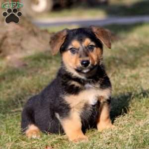 Suzy, German Shepherd Mix Puppy