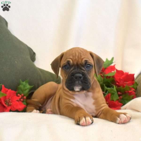 Sweetie, Boxer Puppy