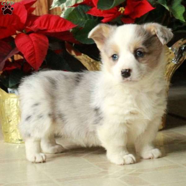 Sweetie, Pembroke Welsh Corgi Puppy