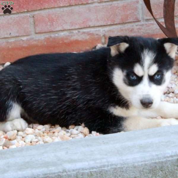 Sweetie, Siberian Husky Puppy