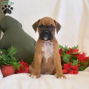 Sweetie, Boxer Puppy