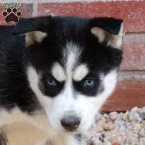 Sweetie, Siberian Husky Puppy