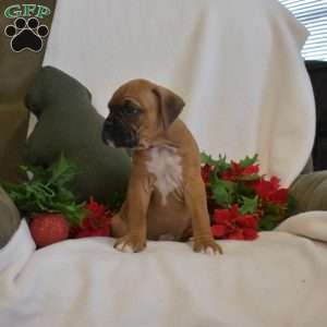 Sweetie, Boxer Puppy