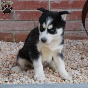 Sweetie, Siberian Husky Puppy