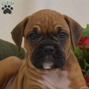 Sweetie, Boxer Puppy