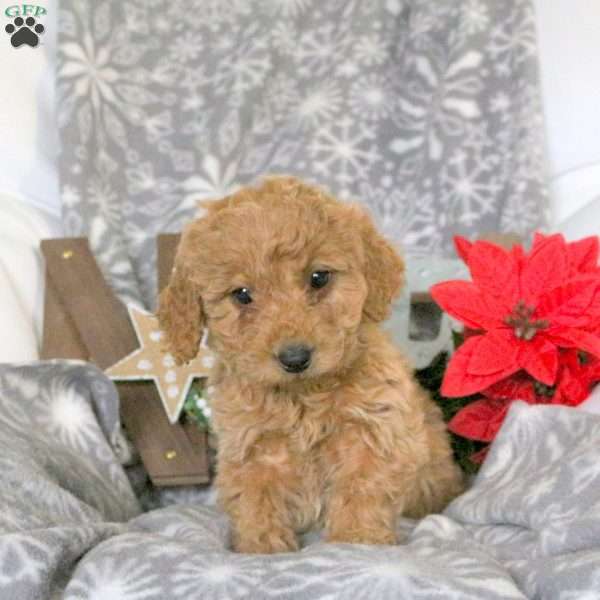 Sweets, Mini Goldendoodle Puppy