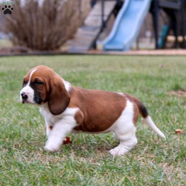 Sweets, Basset Hound Puppy