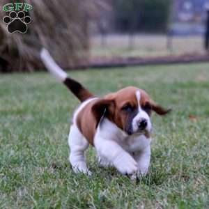 Sweets, Basset Hound Puppy