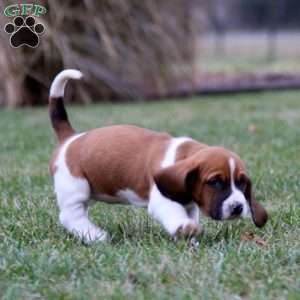 Sweets, Basset Hound Puppy