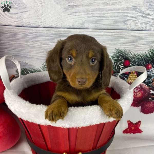 Dancer, Dachshund Puppy