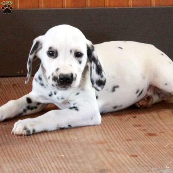 Sydney, Dalmatian Puppy