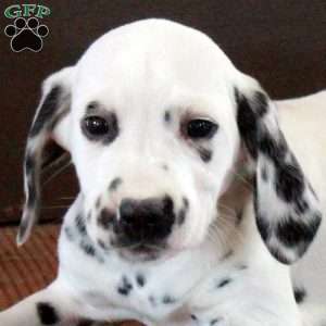 Sydney, Dalmatian Puppy