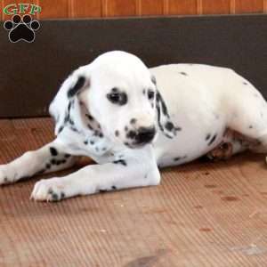 Sydney, Dalmatian Puppy