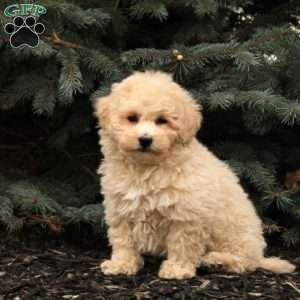 Sylvan, Bich-Poo Puppy