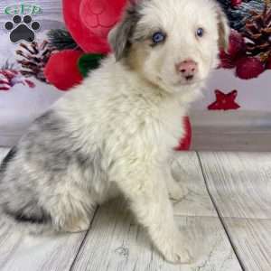 Janelle, Australian Shepherd Puppy