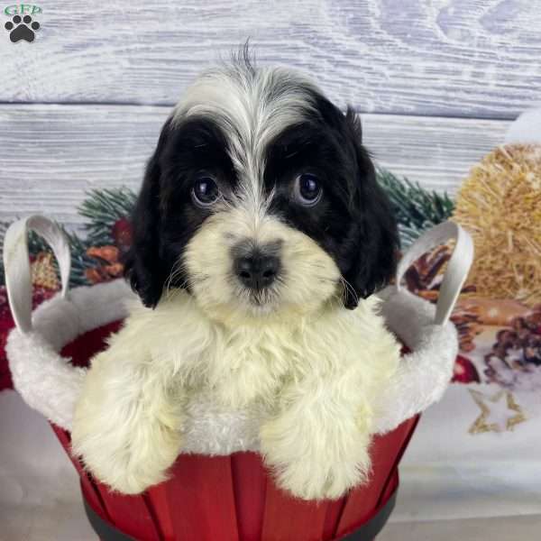 Penny, Cavapoo Puppy