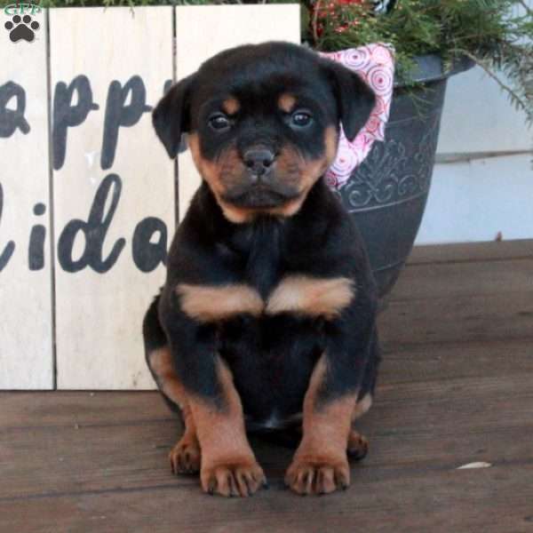 Tabitha, Rottweiler Puppy