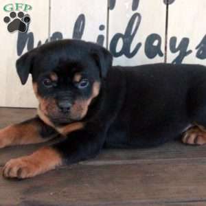 Tabitha, Rottweiler Puppy