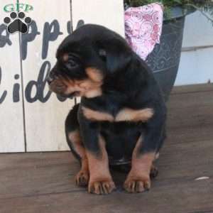 Tabitha, Rottweiler Puppy