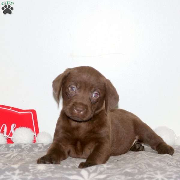 Taffey, Chocolate Labrador Retriever Puppy