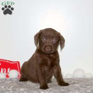 Taffey, Chocolate Labrador Retriever Puppy