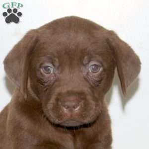 Taffey, Chocolate Labrador Retriever Puppy