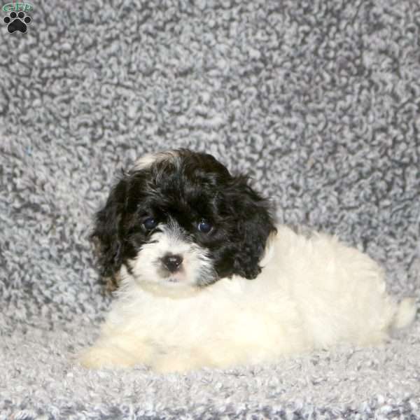 Taffy, Cavapoo Puppy