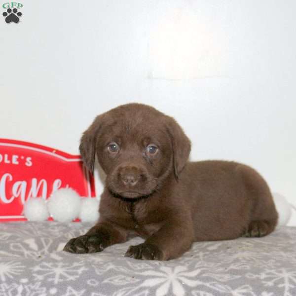 Tag, Chocolate Labrador Retriever Puppy