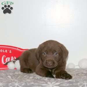 Tag, Chocolate Labrador Retriever Puppy