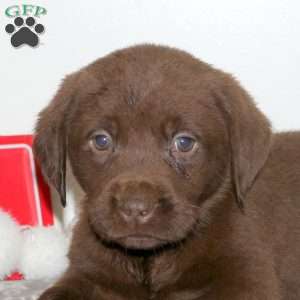 Tag, Chocolate Labrador Retriever Puppy