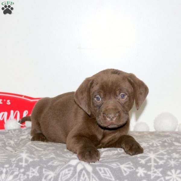 Tale, Chocolate Labrador Retriever Puppy