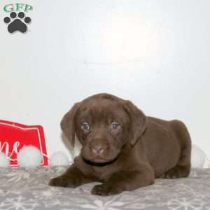 Tale, Chocolate Labrador Retriever Puppy