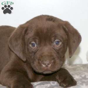 Tale, Chocolate Labrador Retriever Puppy