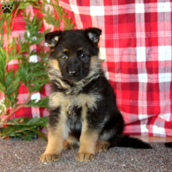 Tammy, German Shepherd Puppy