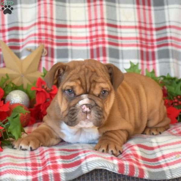 Tank, English Bulldog Puppy