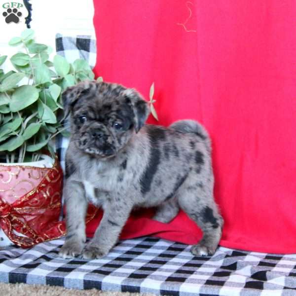 Tanya, Pug Puppy