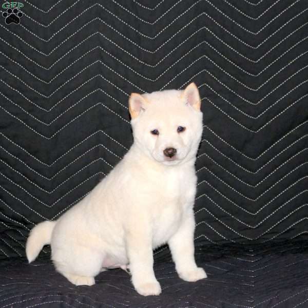 Taro, Shiba Inu Puppy