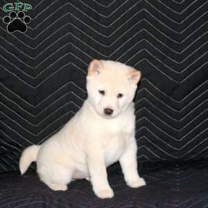 Taro, Shiba Inu Puppy