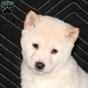 Taro, Shiba Inu Puppy