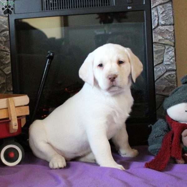 Taryn, Yellow Labrador Retriever Puppy