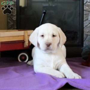 Taryn, Yellow Labrador Retriever Puppy